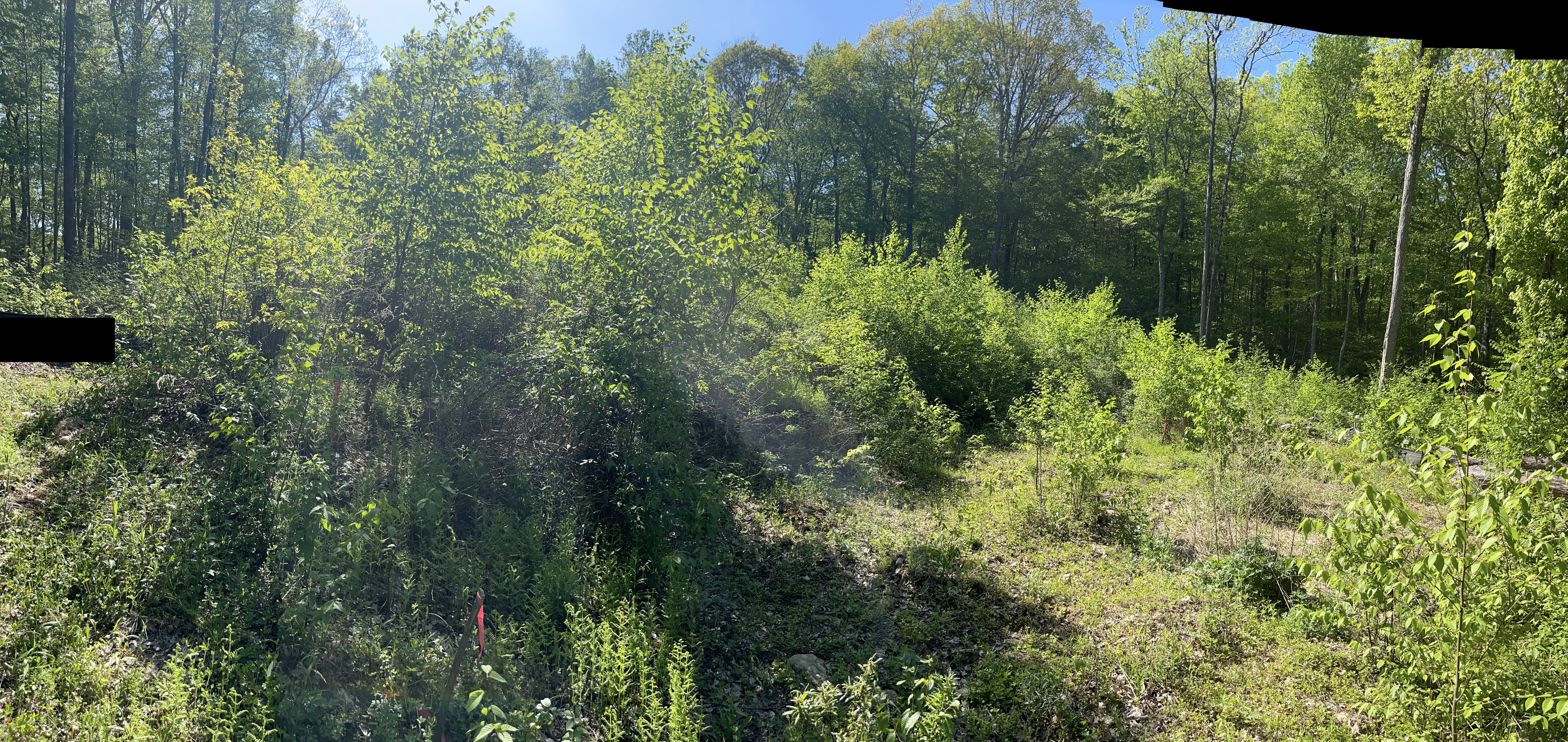 very bushy view of the house