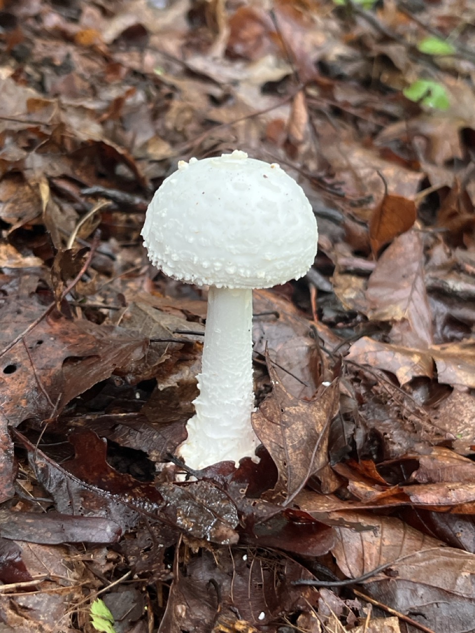 A pretty ace mushroom White mushroom on the forest floor