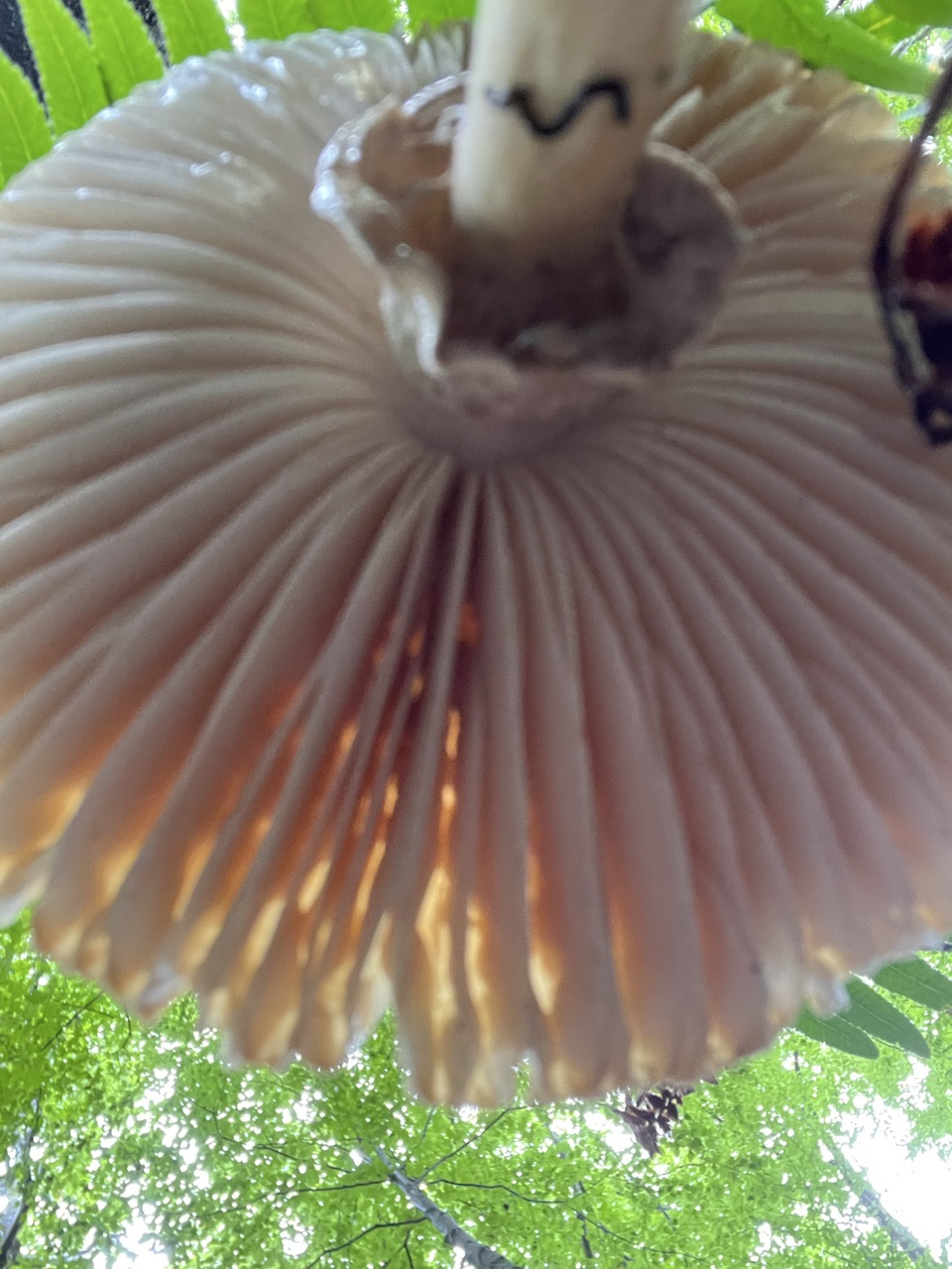 The underside of the mushroom The underside of a mushroom